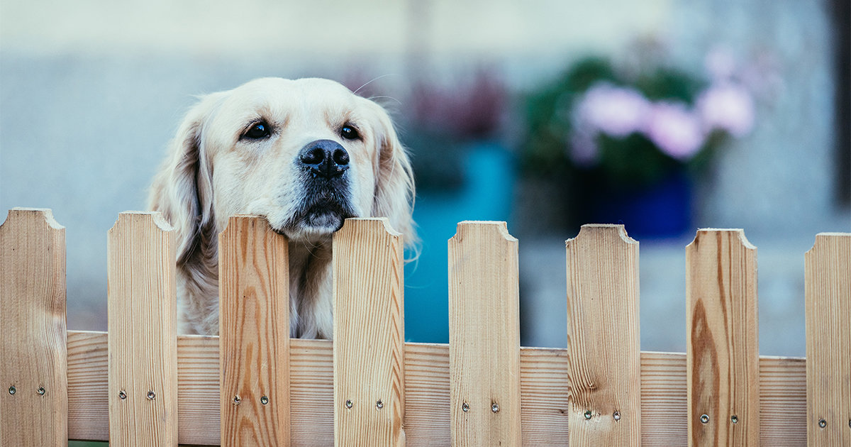 Dog peaking over a fence